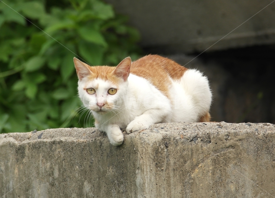 고양이,길고양이,야생,동물,자연,동물,animal,포유류,mammal,고양이,cat,kitten,kitty