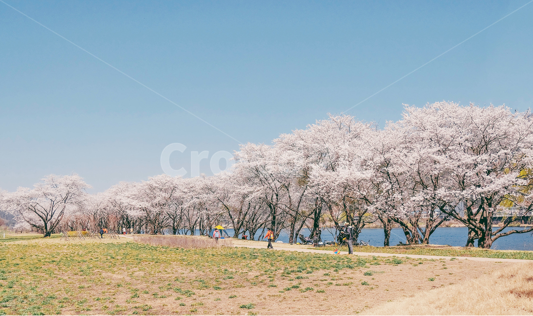 봄,꽃,벚꽃,벚나무,벗꽃,꽃놀이,풍경,봄풍경,벚꽃축제,꽃잎,나무,감성,따듯함,봄,계절,spring,season,자연,풍경,nature,landscape,한국자연풍경,한국자연경관,korea nature landscape,plant,식물,blossom,flower