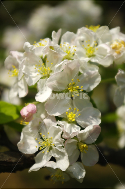 꽃사과,식물,flower,plants,nature,꽃,꽃봉오리,color,나무,식물,자연,plants,nature,꽃,flower