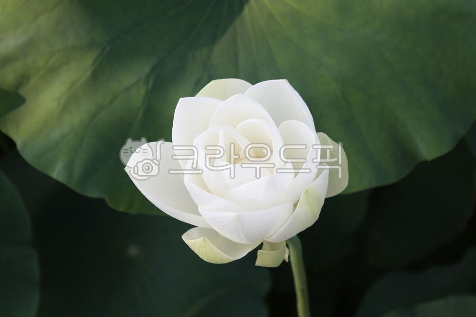 꽃,flower,여름꽃,연꽃,lotus,여름사진공모전