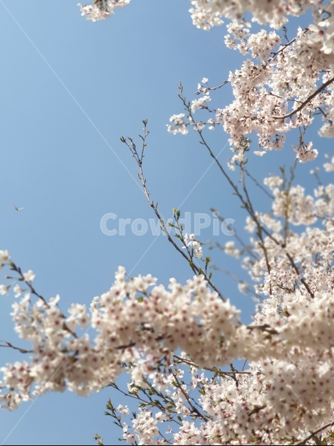 벚꽃,cherryblossom,flower,봄꽃,꽃