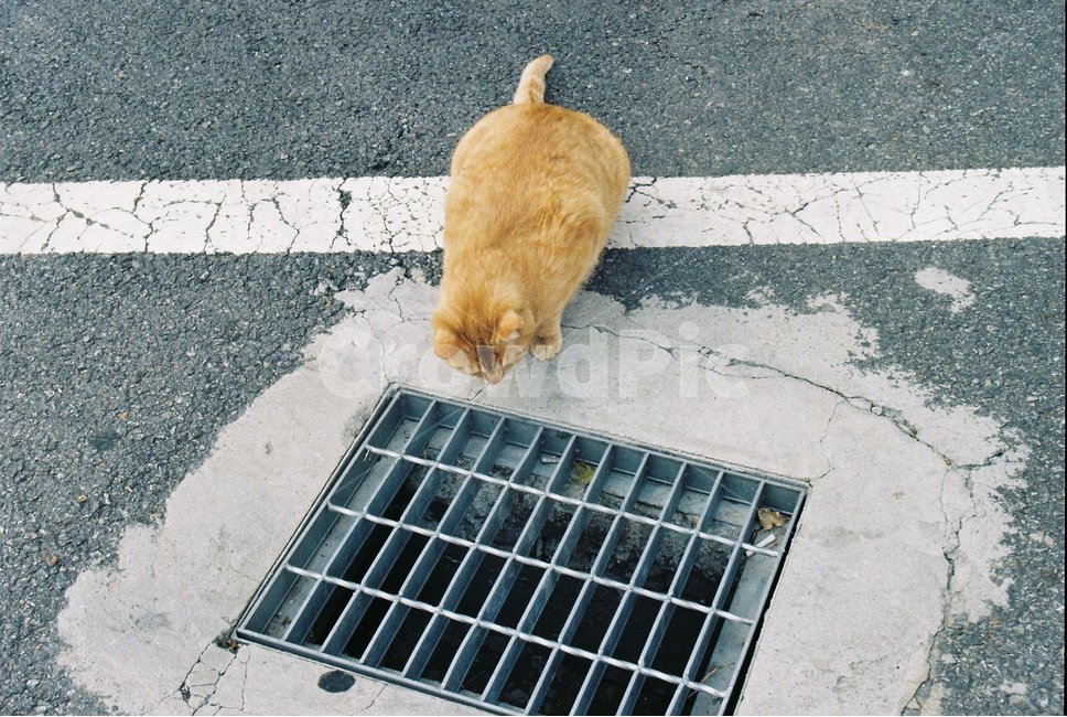 고양이,cat,동물,animal,하수구,동물,animal,포유류,mammal,고양이,cat,kitten,kitty
