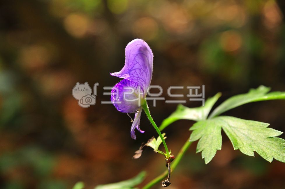highly poisonous plant,Choo,Ranunculaceae,flower,purple flower,petal,poisonous plant,Medicine raw materials,plant,helmet flower,medicinal plants,poisonous plants,herbal medicine
