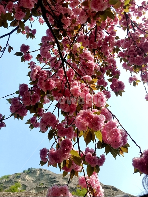 한국,마리산,은수사,청실배나무꽃,식물,자연,감성