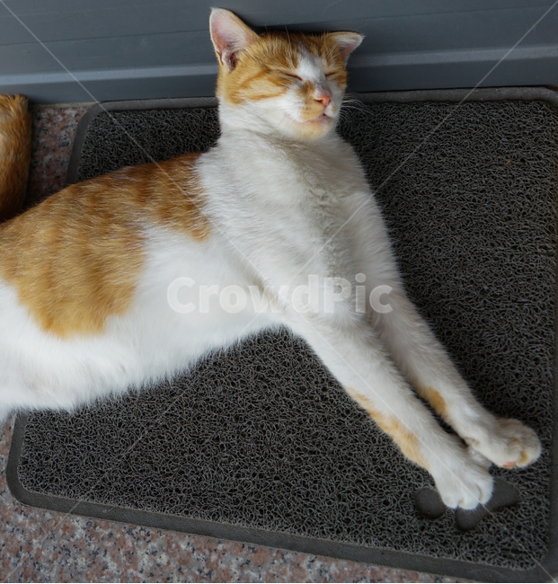 고양이,낮잠,오수,깔판,잠,평안,반려묘,동물,animal,포유류,mammal,고양이,cat,kitten,kitty
