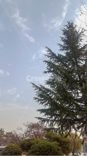 초겨울,소나무,하늘,구름,공원,자연,풍경,nature,landscape,tree,나무,plant,식물,fir,전나무