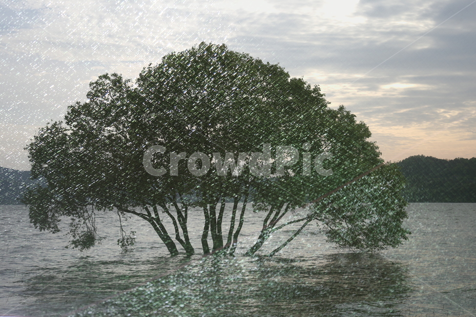감성,나무,외로움,적막,몽환,꿈,물과나무,자연,풍경,nature,landscape,식물,plants,나무,trees,wood,flood,홍수,outdoors,옥외,land,땅,water,물