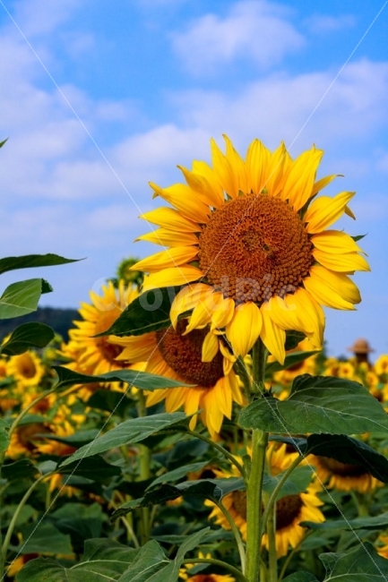 공주시,미호천,가을풍경,가을사진,해바라기,여름,계절,summer,season,가을,fall,autumn,식물,자연,plants,nature,꽃,flower,plant,blossom