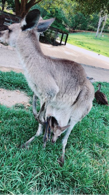 캥거루,호주,캥거루주머니,왈라비,자연,동물,포유류,동물,animal,포유류,mammal