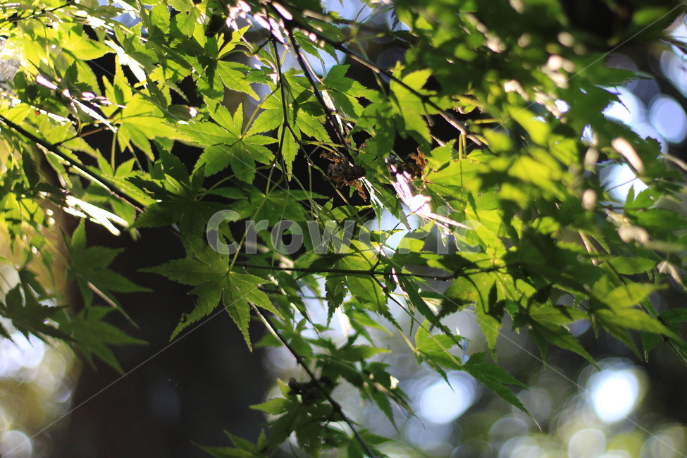 숲,나무,눈휴식,햇살,힐링,식물,자연,plants,nature