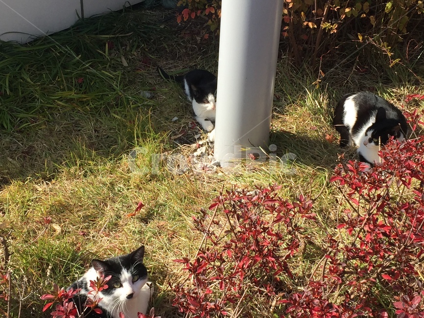 고양이,가족,길냥이,귀여움,새끼,동물,animal,포유류,mammal,고양이,cat,kitten,kitty