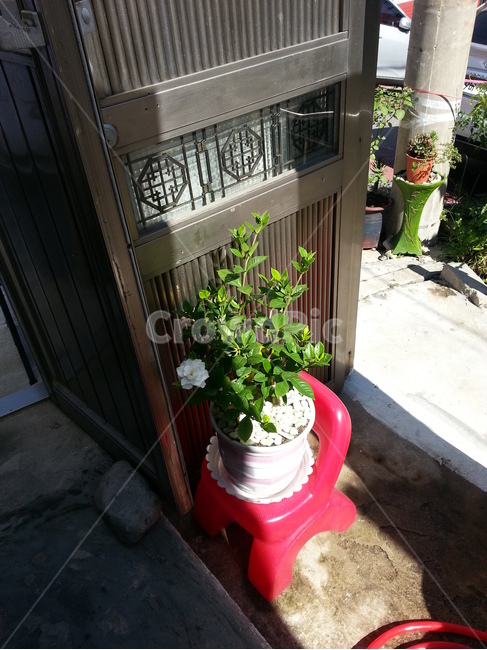 꽃나무,치자나무,식물,대문,햇빛,광합성,싱그러움,빨간의자,식물,자연,plants,nature