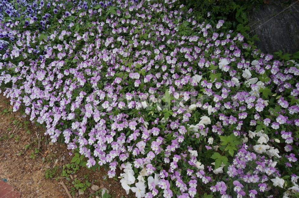 꽃,보라꽃,봄,봄꽃,팬지,팬지꽃,violet,purple,purpleflower,자연,식물,공원,꽃밭