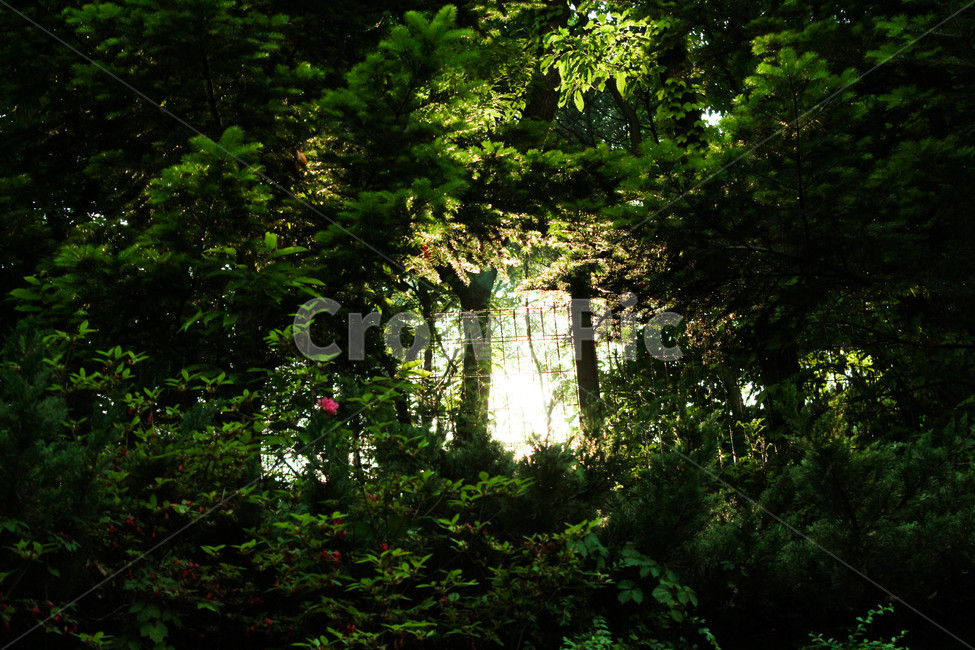 flare,plant,식물,플레어,light,tree,나무,빛,leaf,잎,자연,nature,green,초록
