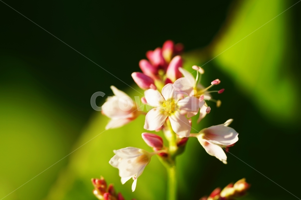 메밀,메밀꽃,메밀밭,흰메밀,흰메밀꽃,식물,자연,plants,nature,꽃,flower