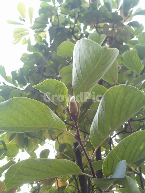 leaf,잎,plant,식물,목련,봉우리,몽우리,식물,자연,plants,nature
