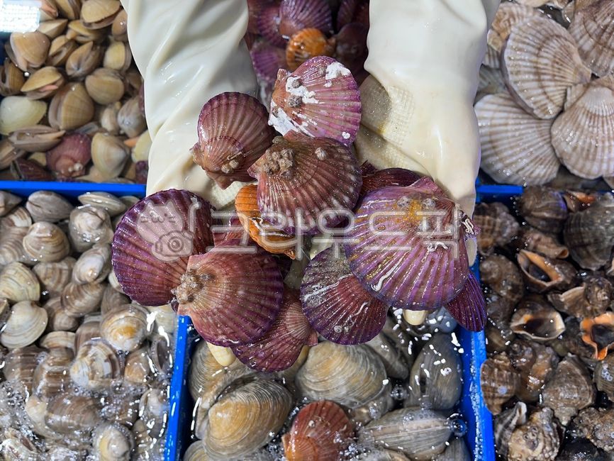 해물,수산물,해산물,조개,폐류,어폐류