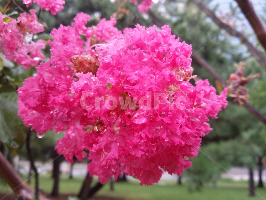 꽃,식물,flower,plant,자연,식물,자연,plants,nature