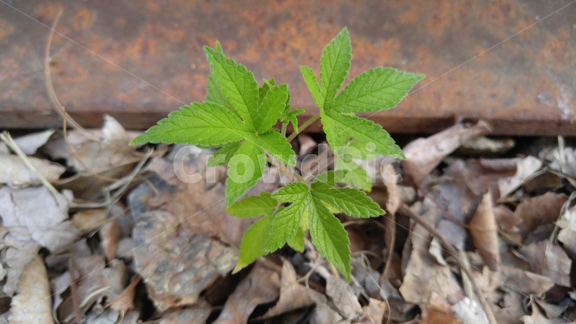 한삼덩굴,가시풀,풀,식물,녹색,철길,철,갈색,배경,감성,spicygrass,grass,flants,green,brown,arailroadtrack,iron,background,emotional