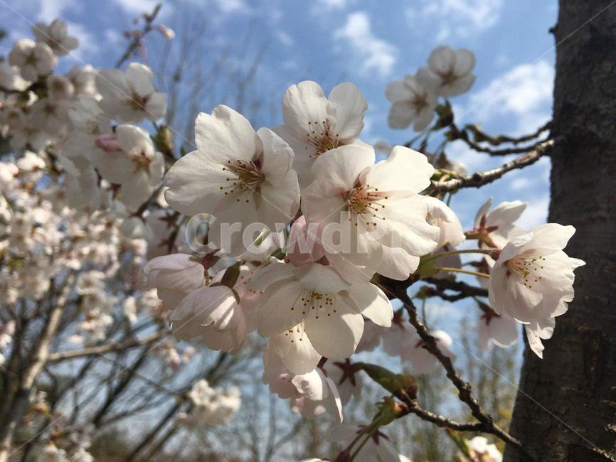 벚꽃,벚꽃놀이,꽃,꽃놀이,벚꽃길,안산벚꽃,봄,봄,계절,spring,season,식물,자연,plants,nature,꽃,flower,plant,blossom,cherry blossom