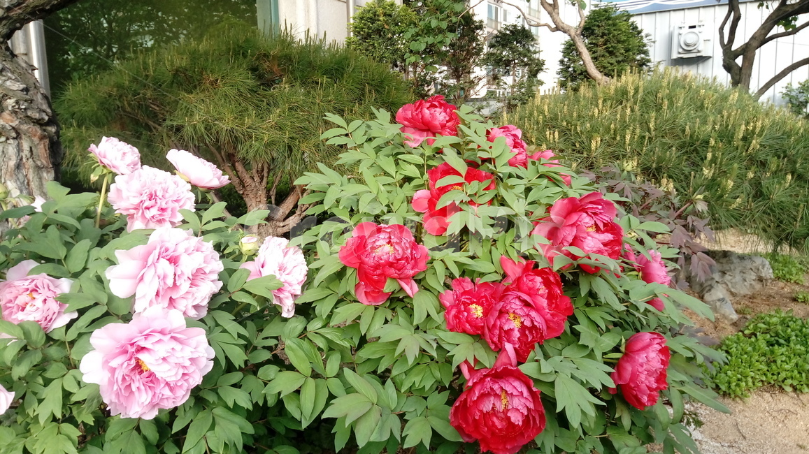 모란,꽃,식물,분홍,빨강,식물,자연,plants,nature,꽃,flower
