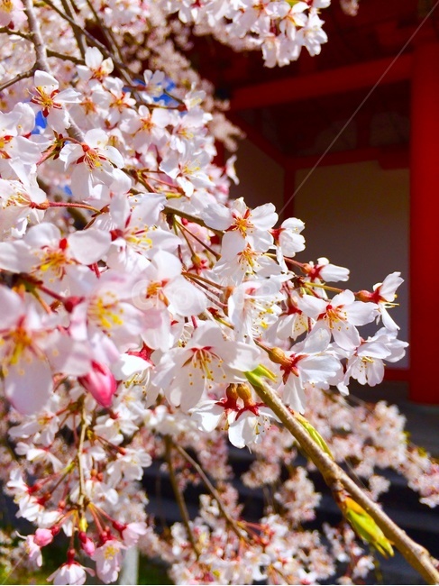 벚꽃,사쿠라,桜,sakura,일본,봄