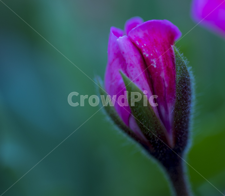 꽃,작은꽃,귀여운꽃,작고귀여운꽃,꽃봉우리,식물,자연,plants,nature,꽃,flower