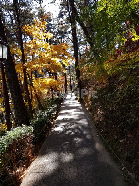 청남대,청남대단풍,가을청남대,청남대가을,가을단풍,단풍,단풍나무,가을대청호,대청호