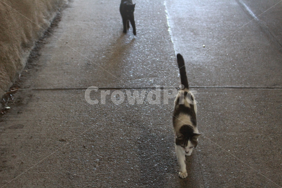 길고양이,고양이터널,고양이,pet,애완동물,동물,동물,animal,포유류,mammal,고양이,cat,kitten,kitty