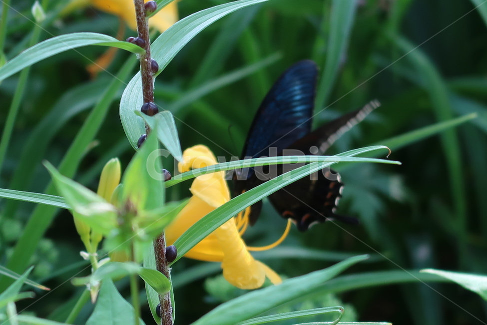 자연,식물,꽃,나비,풀,flower,plant,힐링,healing,butterfly,색깔,색채,색감,감성,color,nature,green