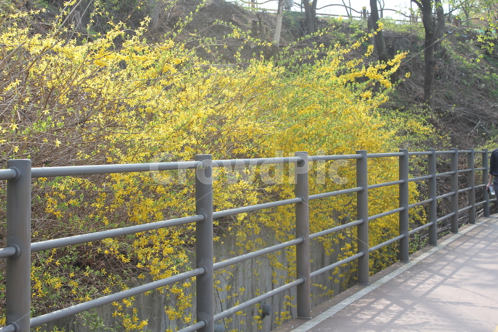 자연,식물,풍경,꽃,봄풍경,아름다움,식물,자연,plants,nature,꽃,flower