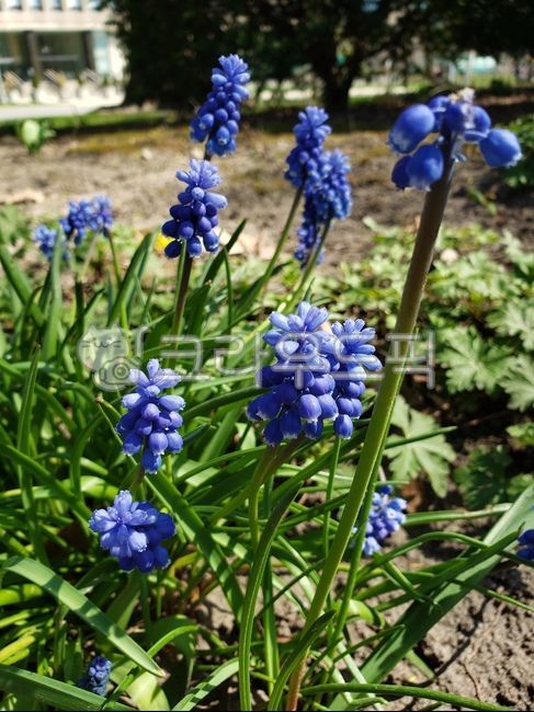 green,blossom,grapehyacinth,Muscari,flower garden,flowerbed,flower,spring flowers,spring,muscari,plant,season,purple,garden,hyacinth,Hyacinth