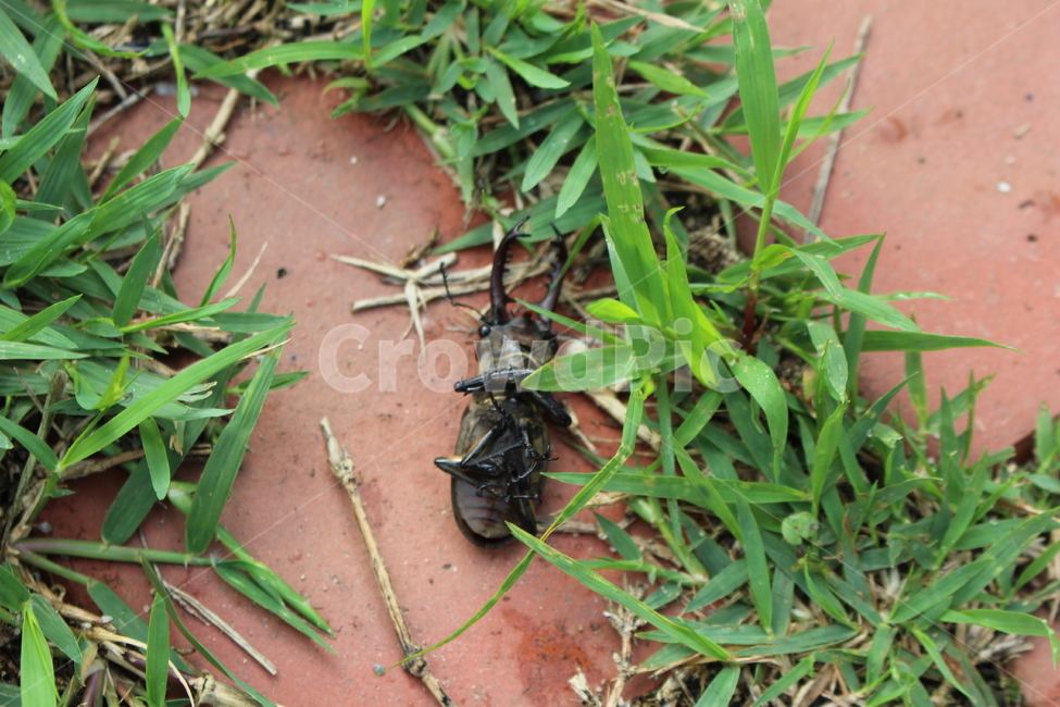 사슴벌레,톱사슴벌레,곤충,딱정벌레목,한국곤충,곤충,벌레,insect,bug