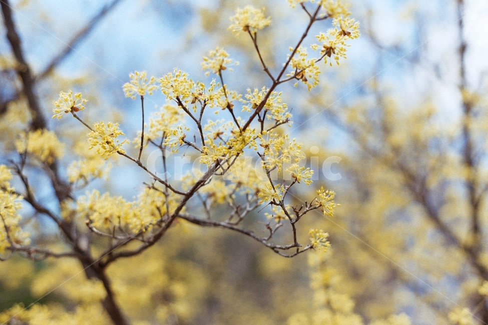 산수유,봄,꽃,나무,노랑,봄,계절,spring,season,식물,자연,plants,nature,꽃,flower,plant