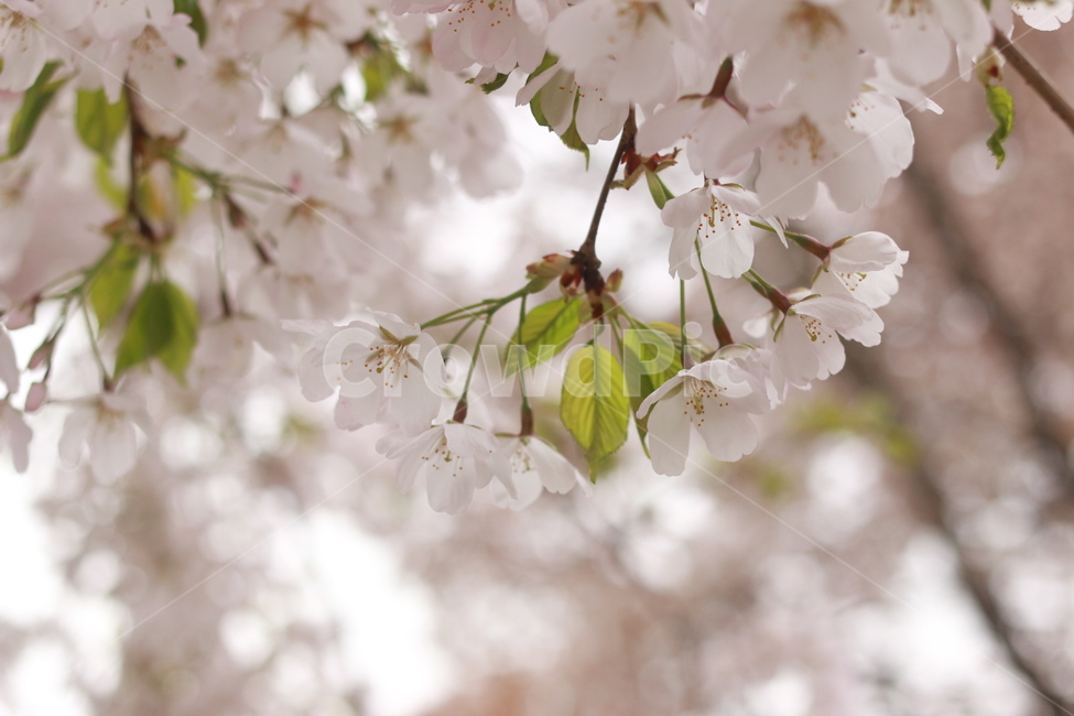 plant,식물,blossom,flower,꽃,벚꽃,봄,식물,자연,plants,nature,꽃,flower