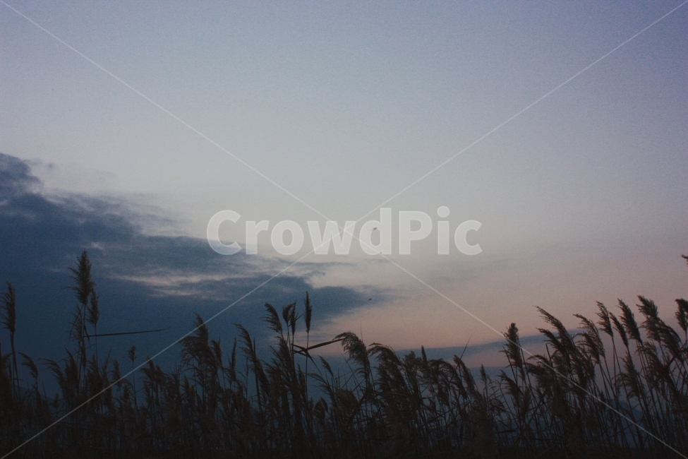 야경,갈대,하늘,감성,시골,자연,순천,노을,자연,풍경,nature,landscape,감성,sensible,feeling,grass,잔디,plant,식물,lawn,reed
