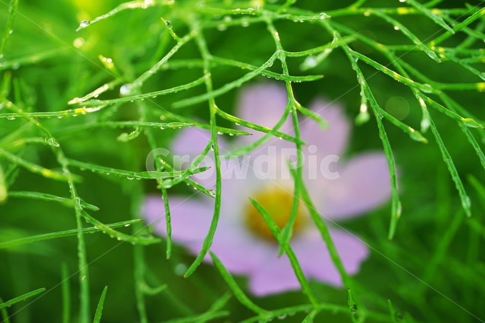 코스모스,꽃,식물,아침이슬,가을,가을,계절,fall,autumn,season,식물,자연,plants,nature,꽃,flower,food,음식,seasoning,양념,plant,dill,딜