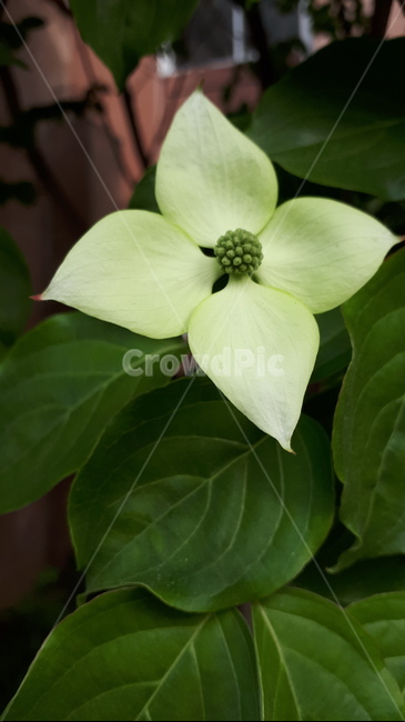 식문,꽃,자연,나뭇잎,꽃잎,식물,자연,plants,nature,꽃,flower