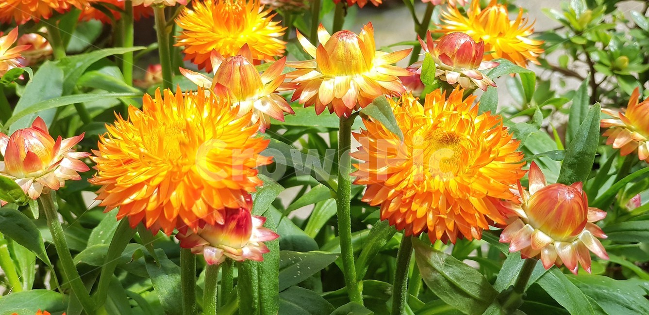 꽃잔디,꽃,자연,식물,노란색,flower,nature,그린,green,식물,자연,plants,nature,꽃,flower