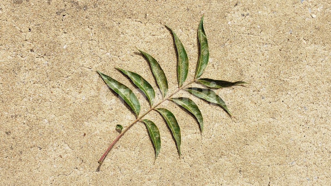 풀,나뭇잎,잎,잎사귀,초록색,계절,숲,여름,식물,자연,leaves,plants,초록,배경,백그라운드,background,green,그린,leaf,바탕,감성,식물,자연,plants,nature