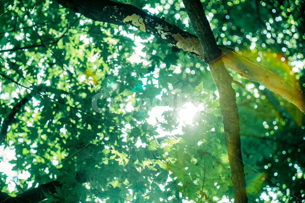나무,초록,나뭇잎,햇빛,여름,자연,풍경,nature,landscape,휴식,힐링,rest,relaxation,healing,light,빛,flare,플레어,tree,plant,식물,sunlight