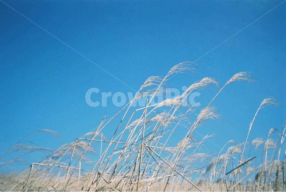 plant,식물,필카,필름카메라,필름,flamegrass,제주,억새,산굼부리,갈대,film