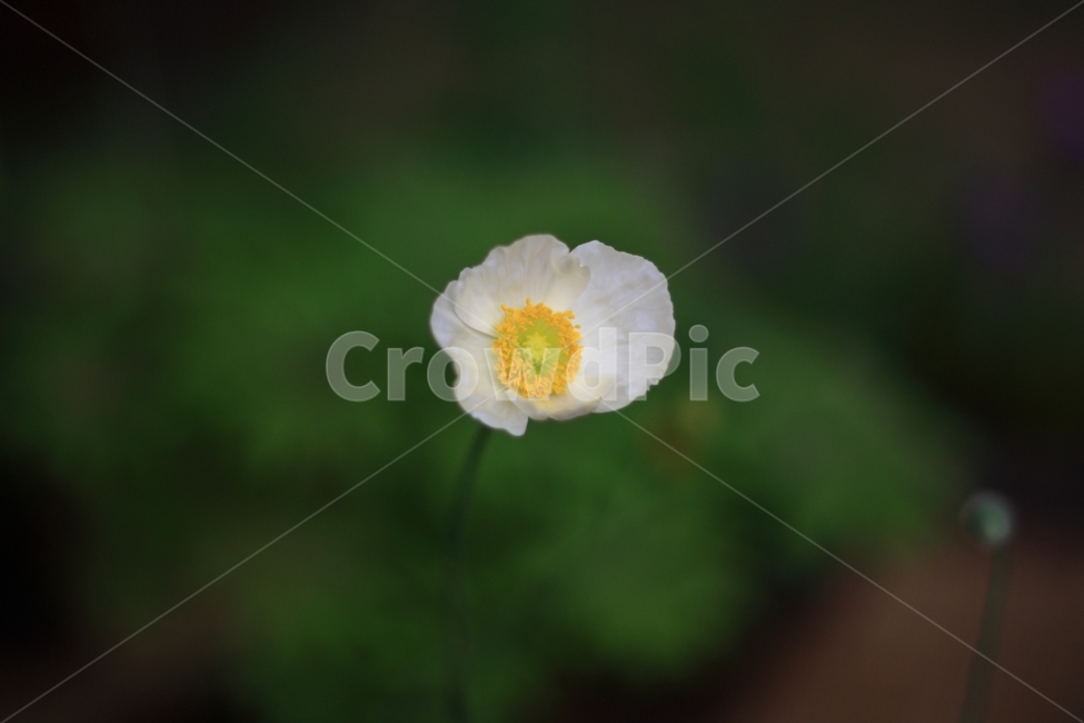꽃,식물,자연,풍경,들꽃,식물,자연,plants,nature,꽃,flower