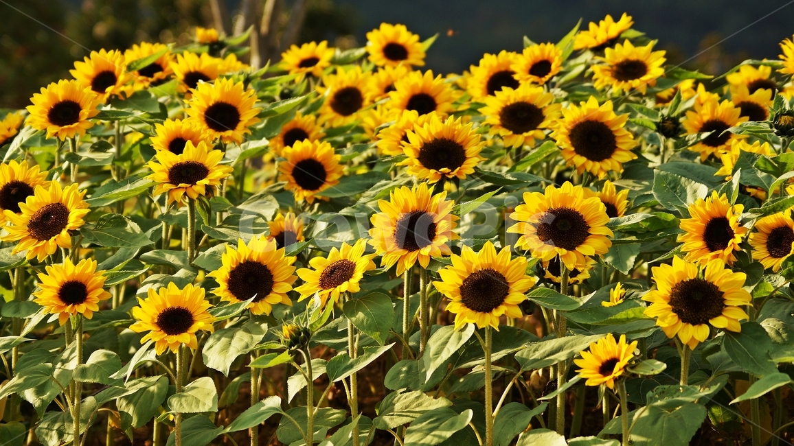 해바라기,꽃축제,식물,꽃길,자연,식물,자연,plants,nature,꽃,flower