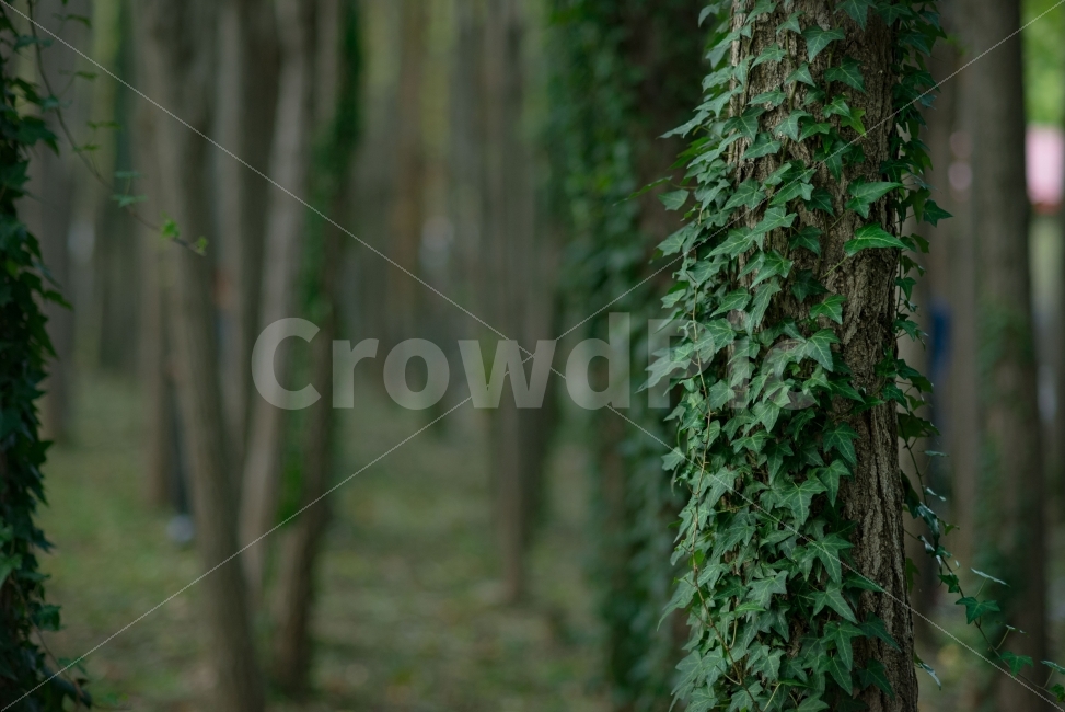 풍경,초록,감성사진,폰배경,경주도리마을,식물,자연,plants,nature,나무,trees,wood