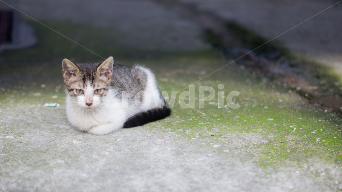 고양이,길고양이,고양이새끼,새끼고양이,포유류,동물,반려동물,애완동물,cat,pet,animal,mammal,kitten,kitty,동물,animal,포유류,mammal,고양이,cat,kitten,kitty