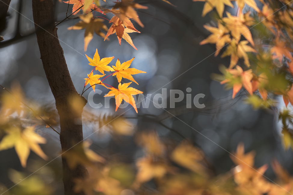 자연,풍경,단풍,가을,감성,가을,계절,fall,autumn,season,leaf,잎,plant,식물,tree,나무