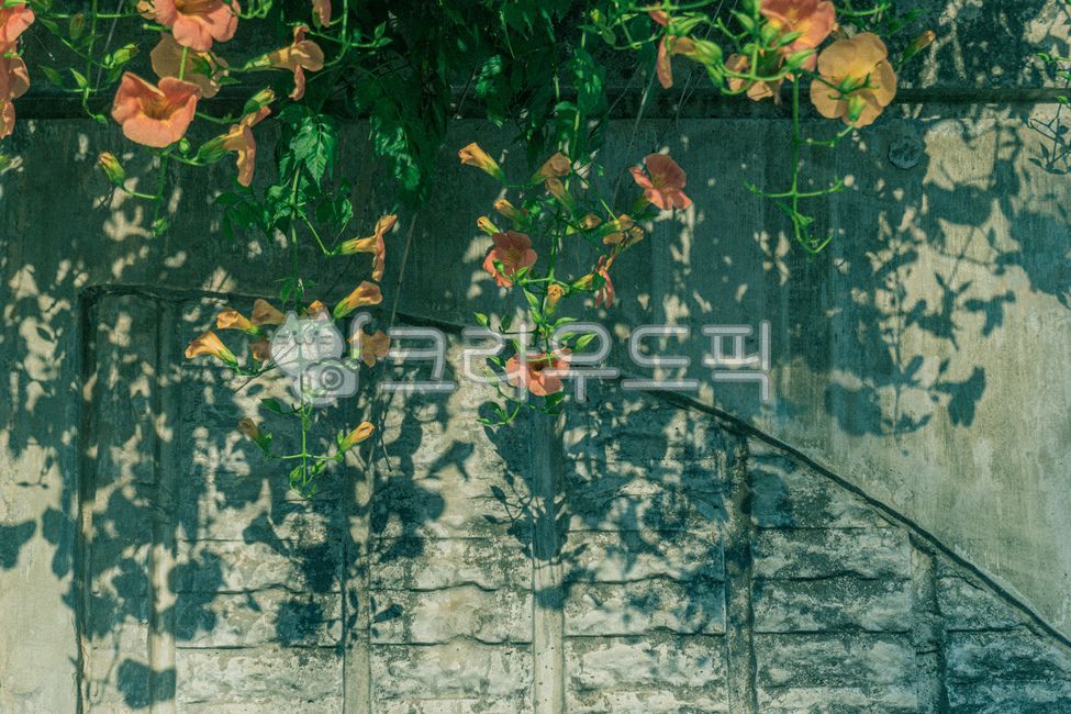 atmosphere,color,shadow,Film feel,jacaranda,flower,orange flower,vintage,plant,grain,Emotion,wall,vine,stem