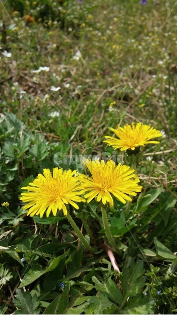 식물,plant,민들레,봄꽃,작은꽃