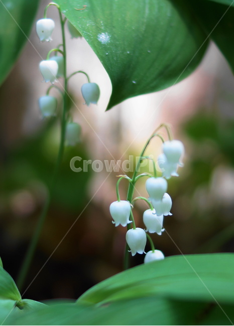 plant,식물,flower,꽃,은방울꽃,식물,자연,plants,nature,꽃,flower